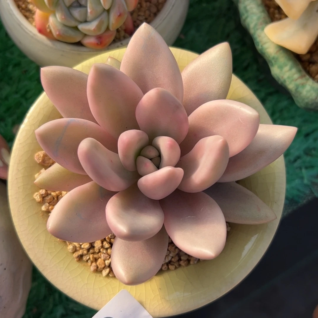 125 满38包邮一物一拍