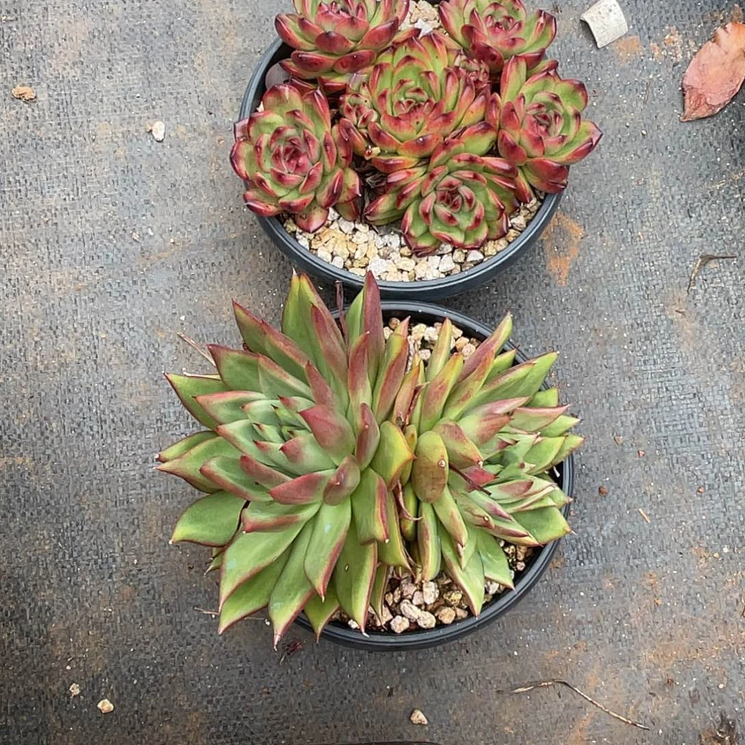 越***好若如东云组拍D602