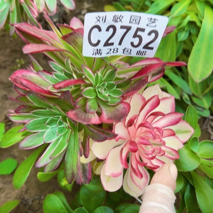 夏****✨2752颜如玉多肉植物法师2752