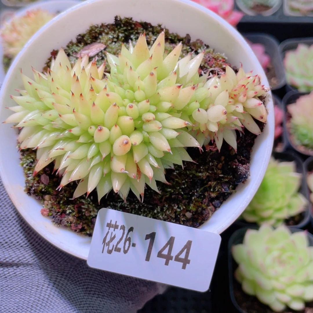 花利美26-144虎鲸