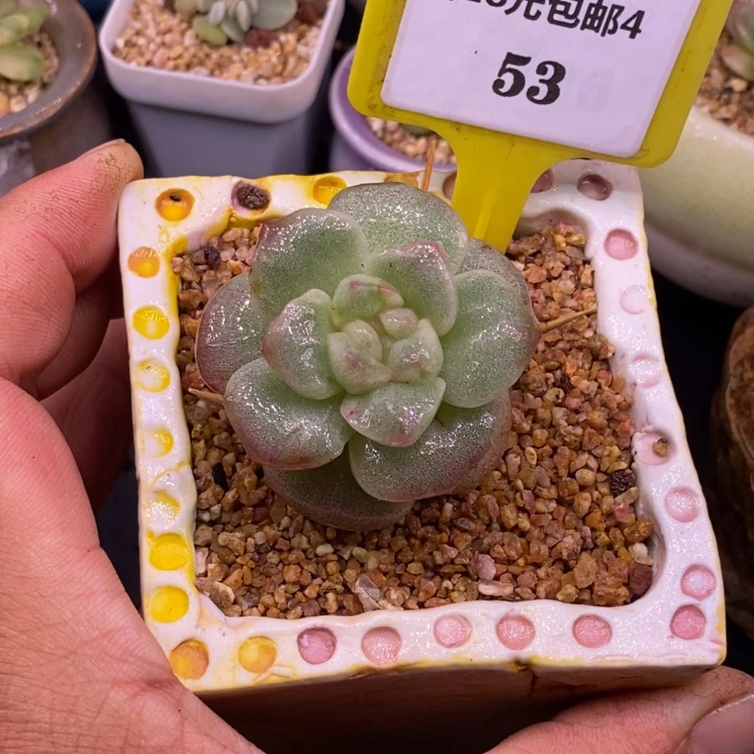 453冰玉石化老桩带锦，