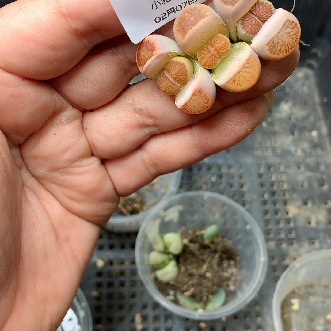 D25多肉植物保护研究所