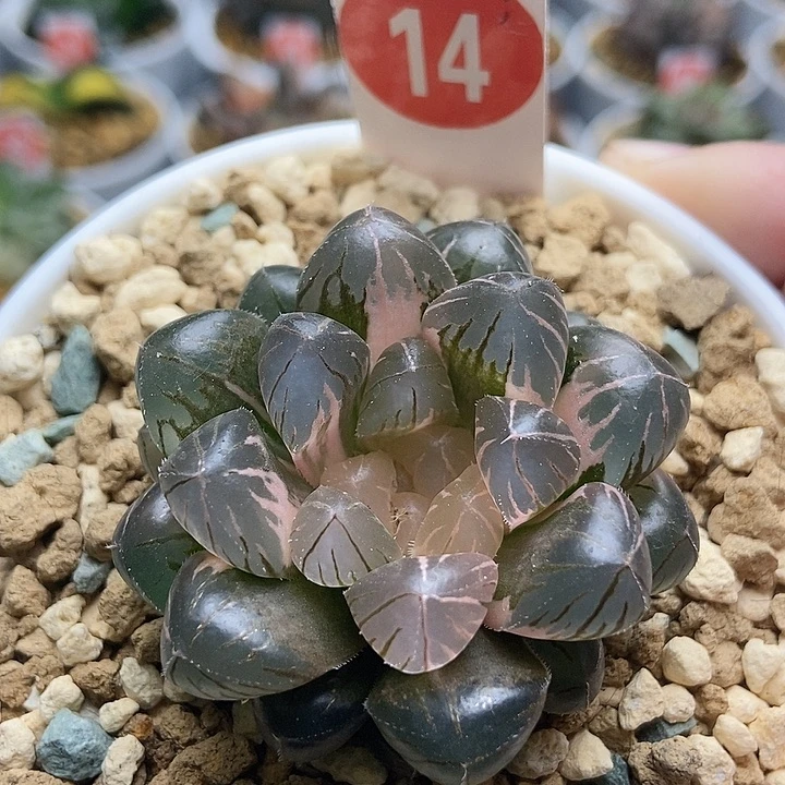 14实生蓝镜锦123456789