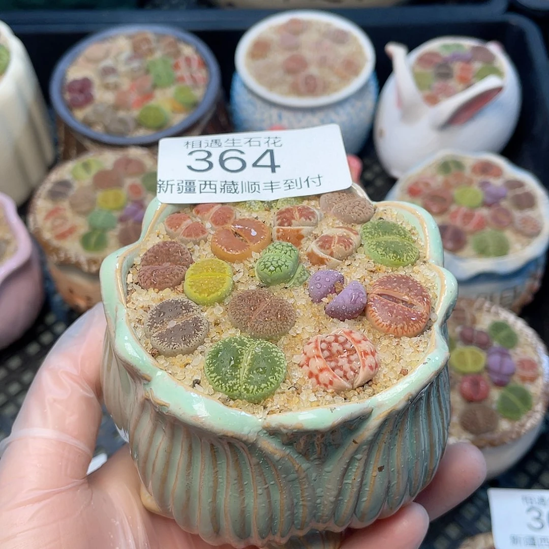 相遇生石花链接364