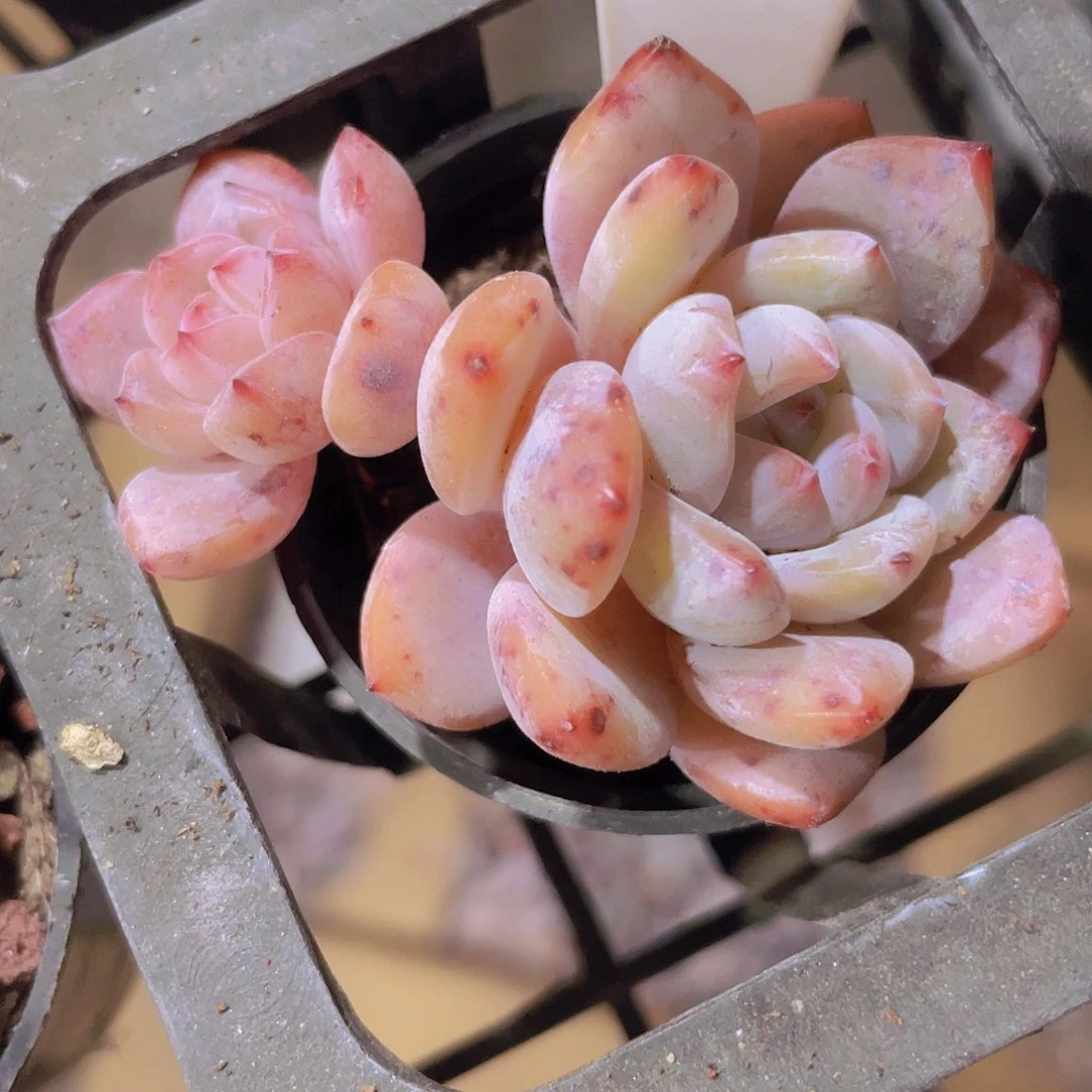 飘枝橙子e065一物一拍