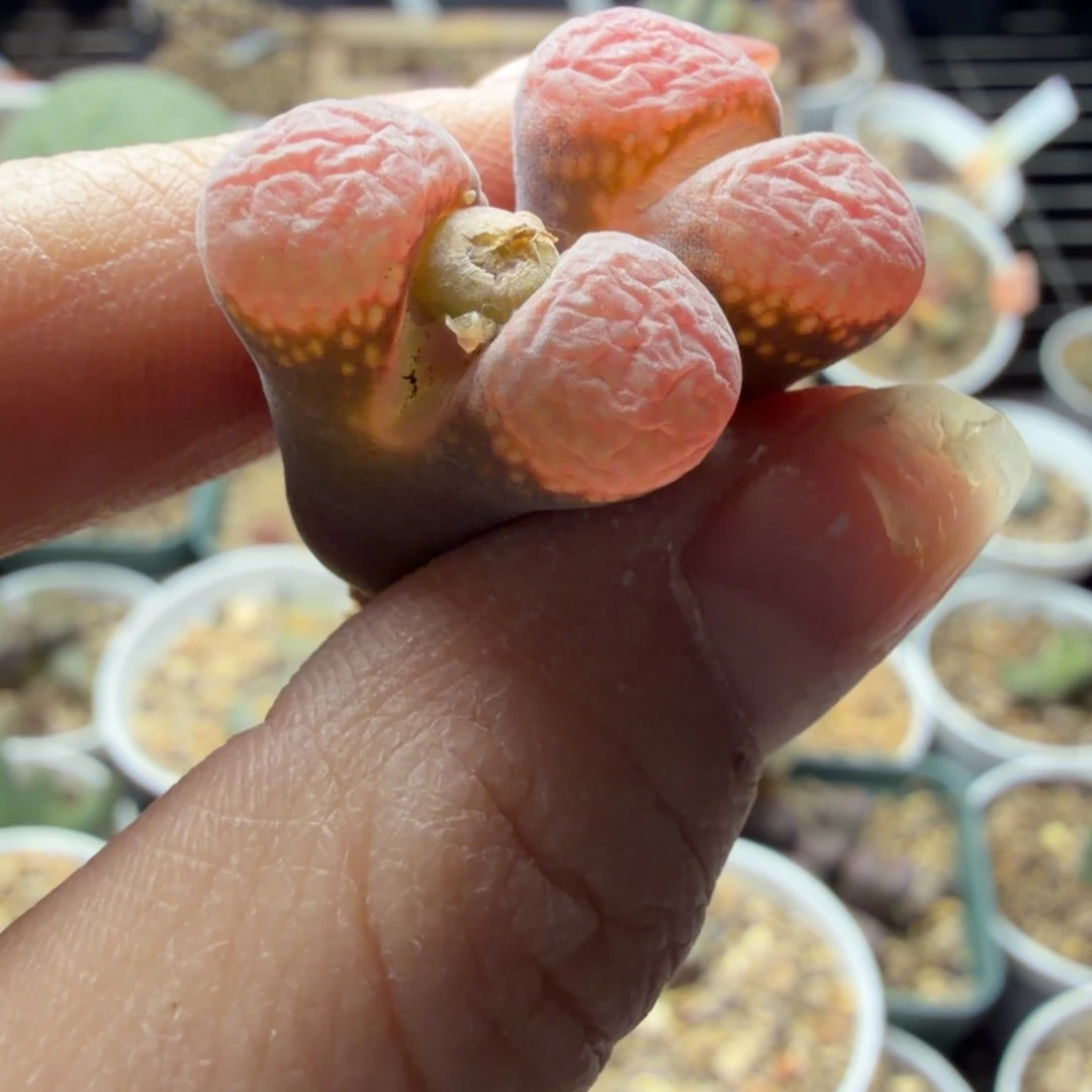 拾***玖两颗风铃福利660号