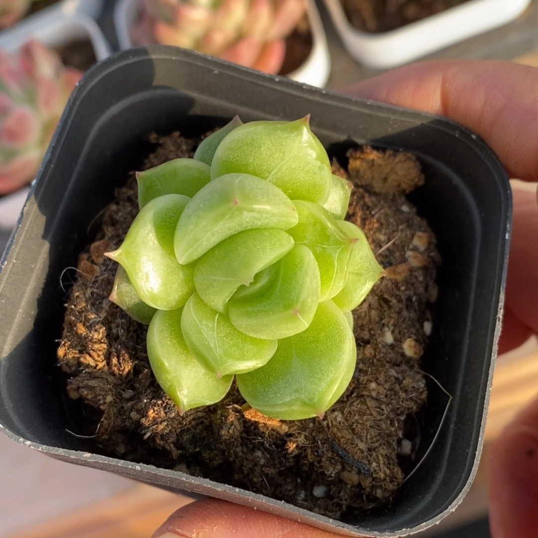 精品多肉一物一拍不包整91