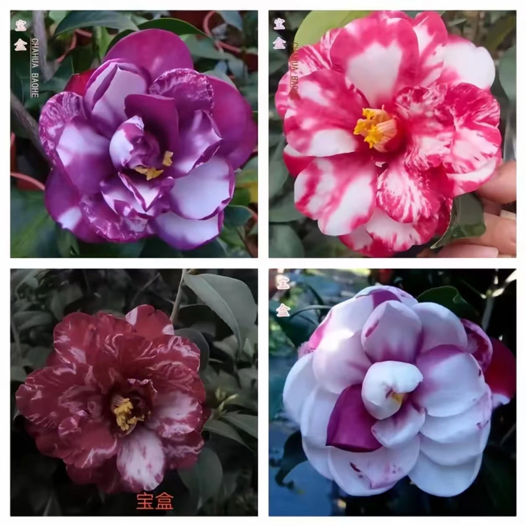 【宝盒茶花】新品稀有茶花 复色渐变紫