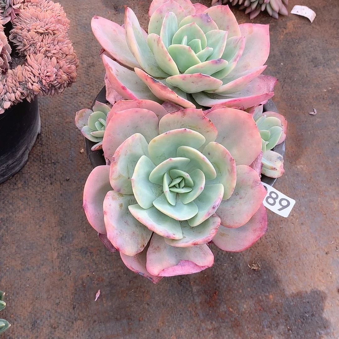 089凤 一物一拍多肉