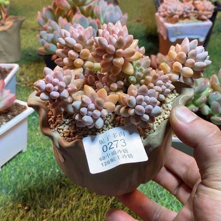 0273啊啊啊啊啊啊啊啊啊啊