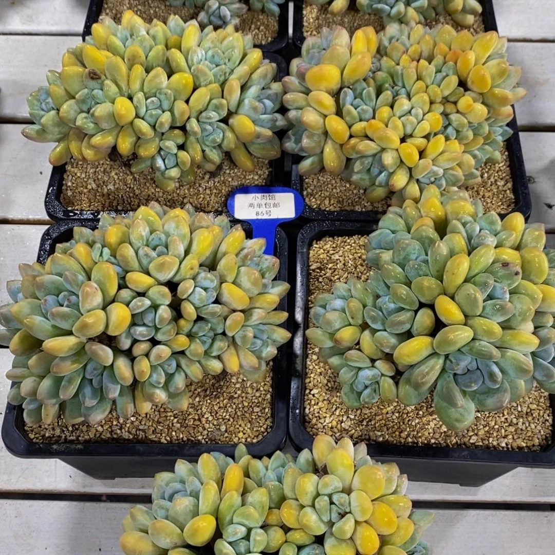 86-精品超大母本捧花大香水多头一个