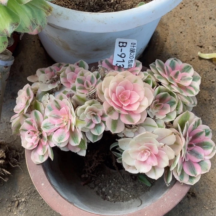 913倾城缀12344678鹅有砍