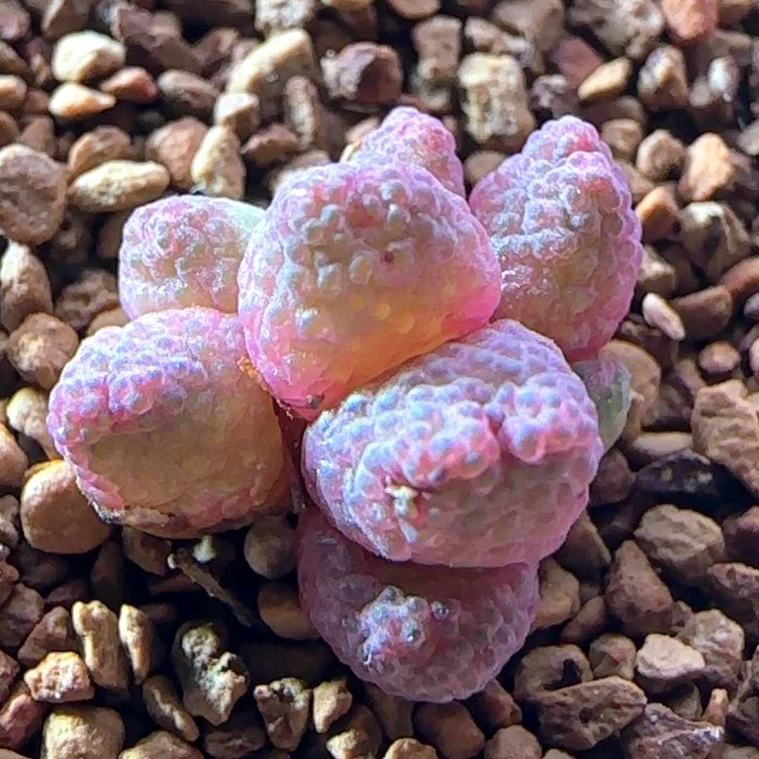 5.27.16/草莓斑马/八头