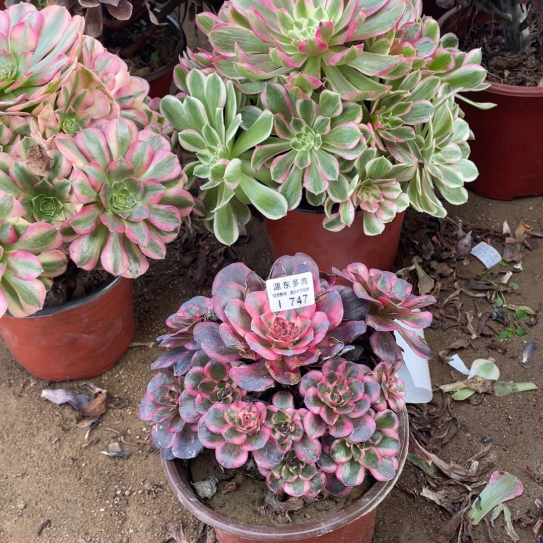 747纳福多肉法师断枝不包