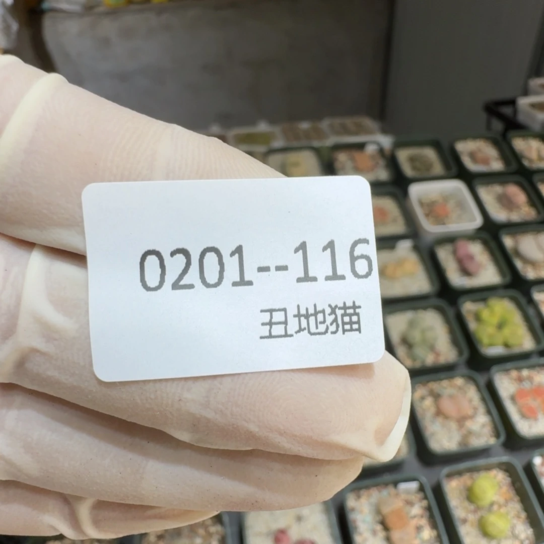 ?**…0201-116一包硅藻一包赤玉