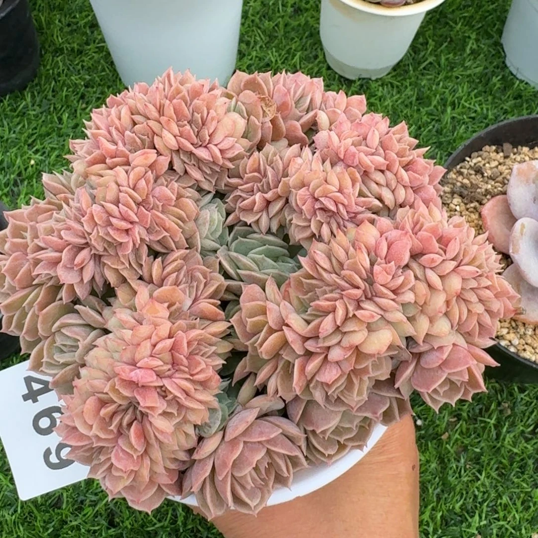 昂斯洛缀化      开心笑容难抵抗，积极乐观正能量