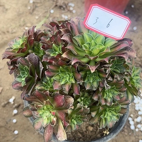 多肉植物韶华3不包断枝
