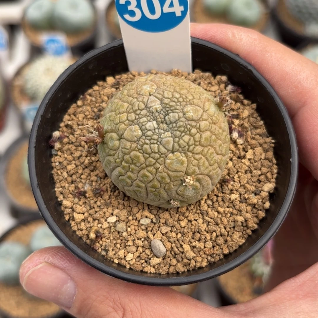 304实生凝蹄玉带盆带土