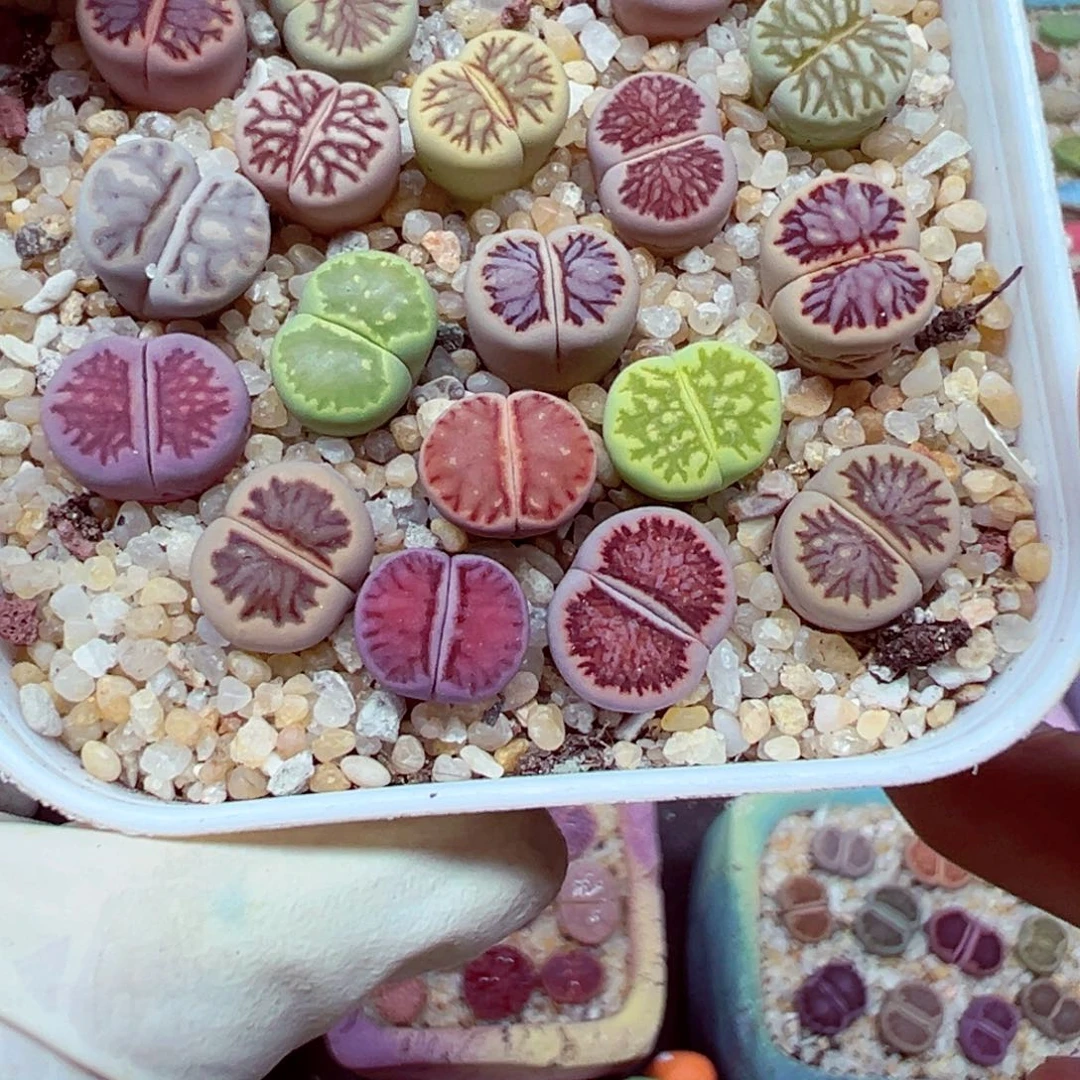 陈***务精致的优秀的肉肉712-150