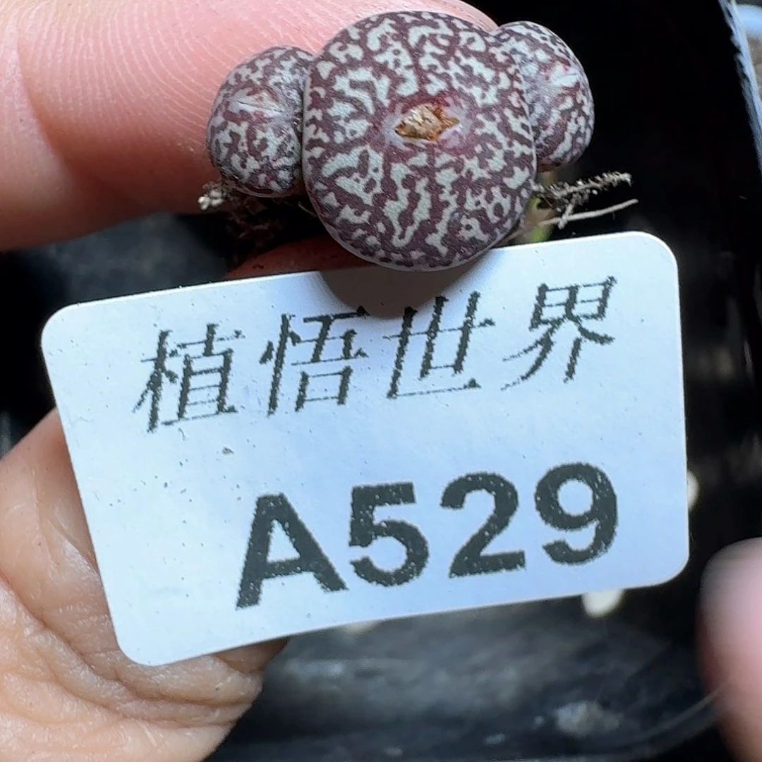 528号多肉植物哇f g g