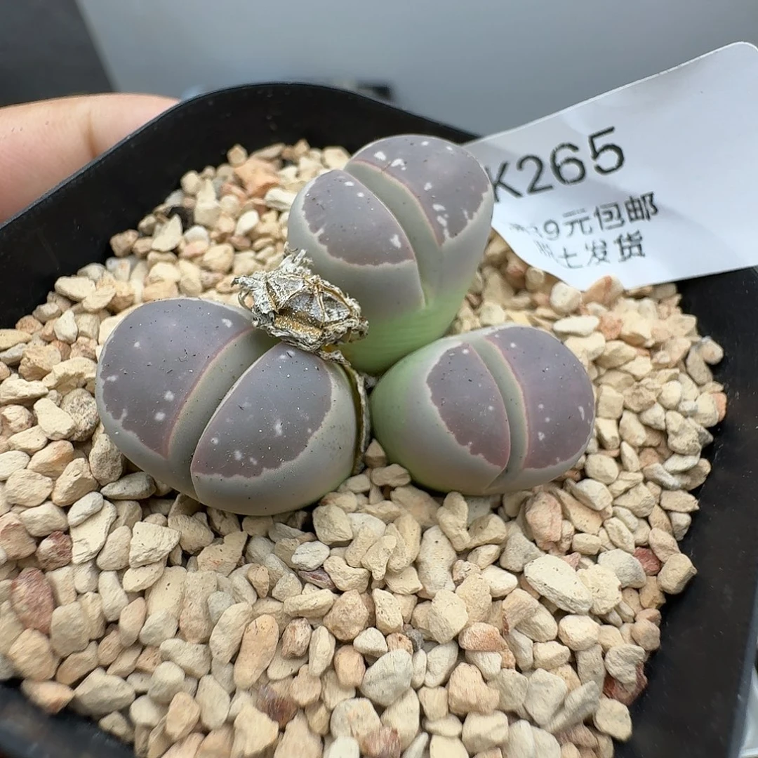 265放漏的哈哈哈哈哈哈