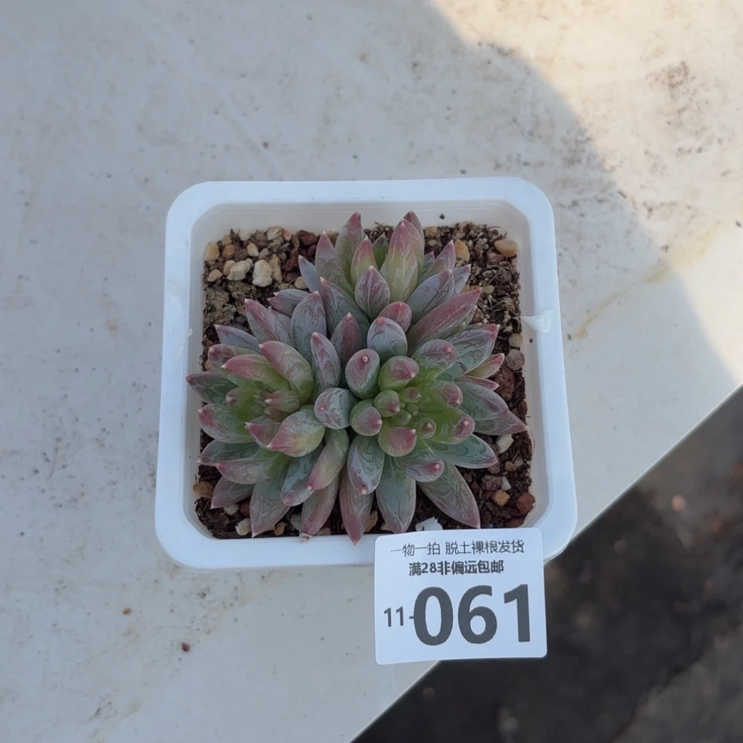 重楼老桩多肉多肉