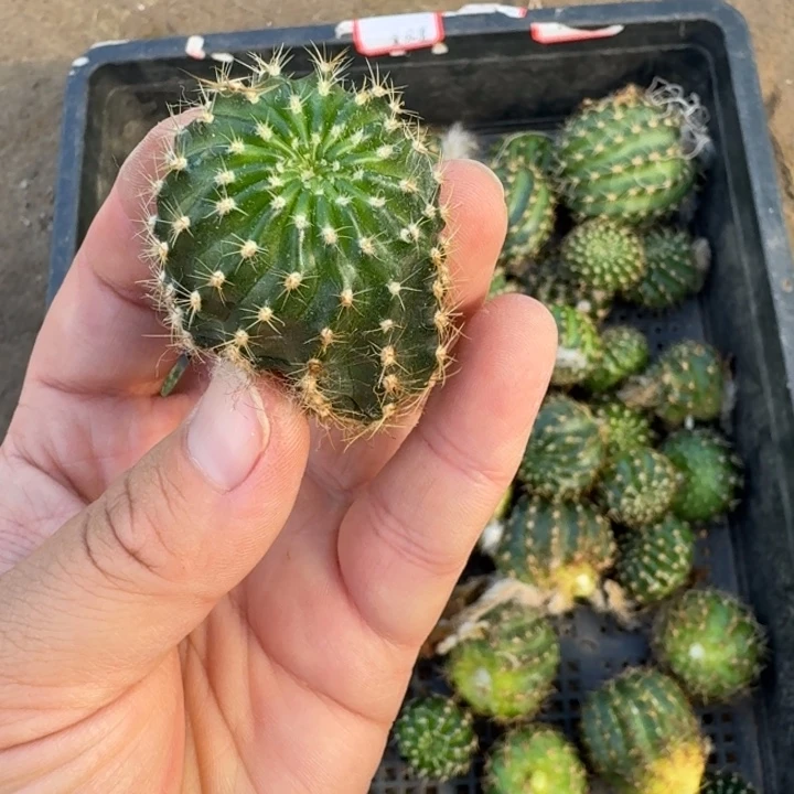 330丽花歪无根侧牙3公分左右一个，20包邮