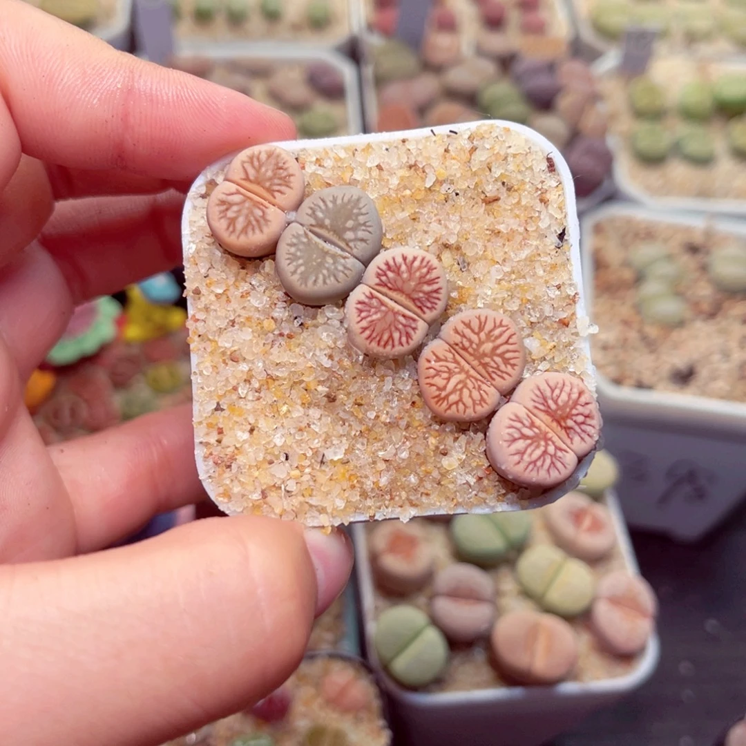 510号带盆包邮发货