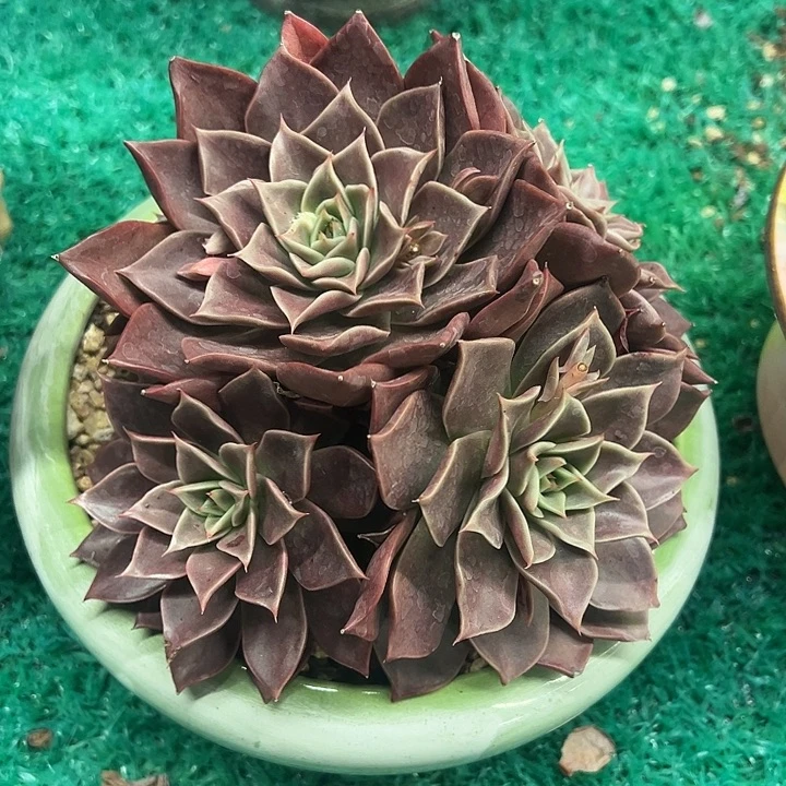 ，，，，，，，，，，，，，，，，，，，，，