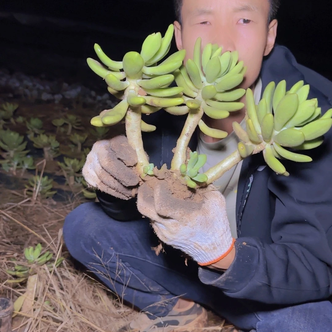 地栽芒果奶多肉多肉