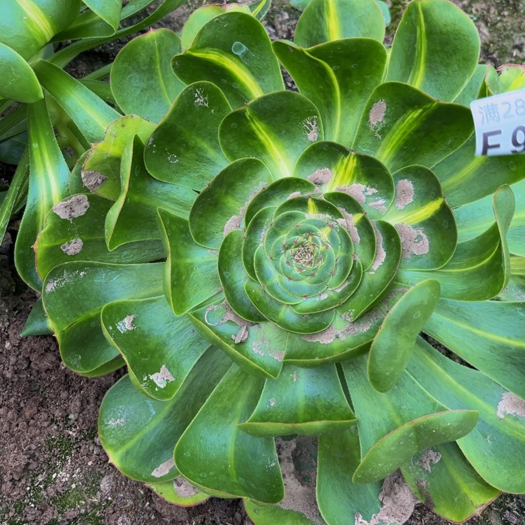 924多肉植物一物一拍