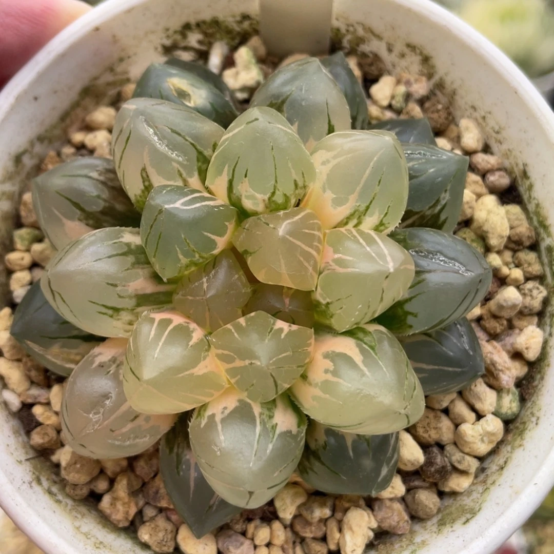 小蔡的菜园100om锦