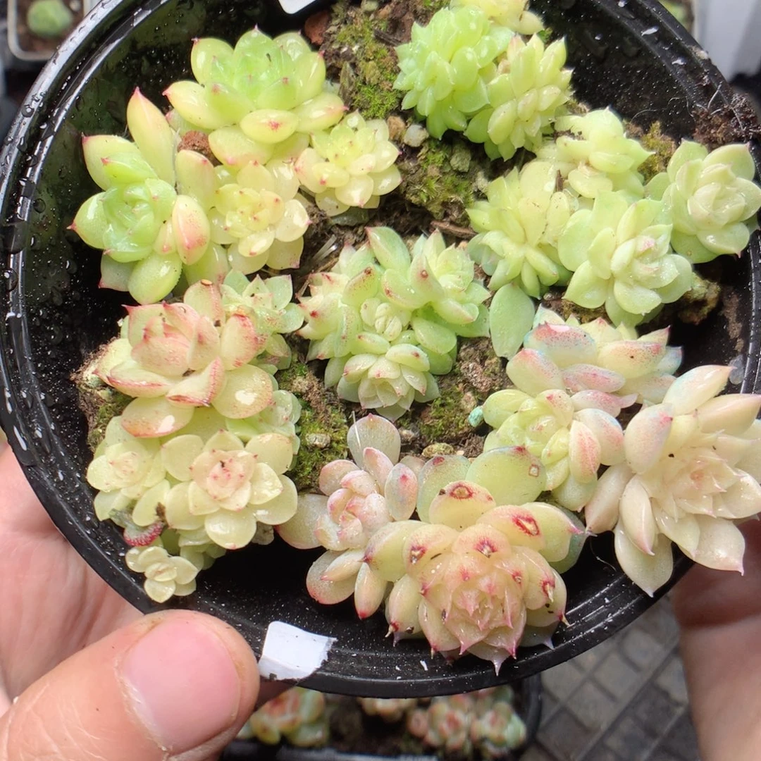 无花朵Q31yyyyyytyyy
