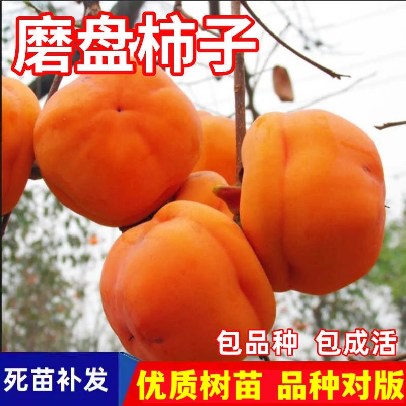 磨盘柿子苗树南北方庭院地栽盆栽特大果嫁接甜柿子树活苗当年结果