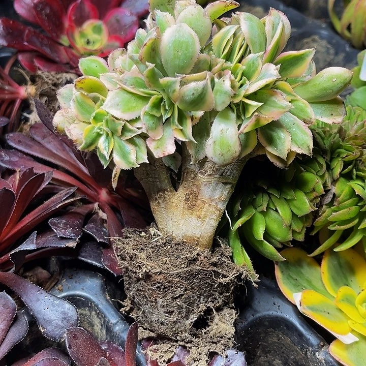 灿烂缀化带土球5公分以上9.9包邮