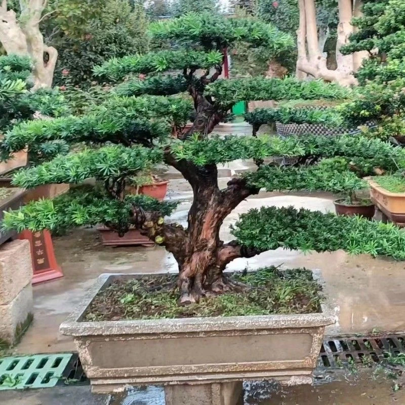 米叶罗汉松盆景花卉老桩庭院客厅盆栽迎客造型