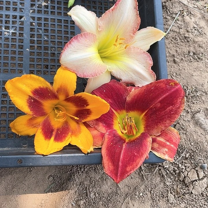 当前无花栽培后可以开花