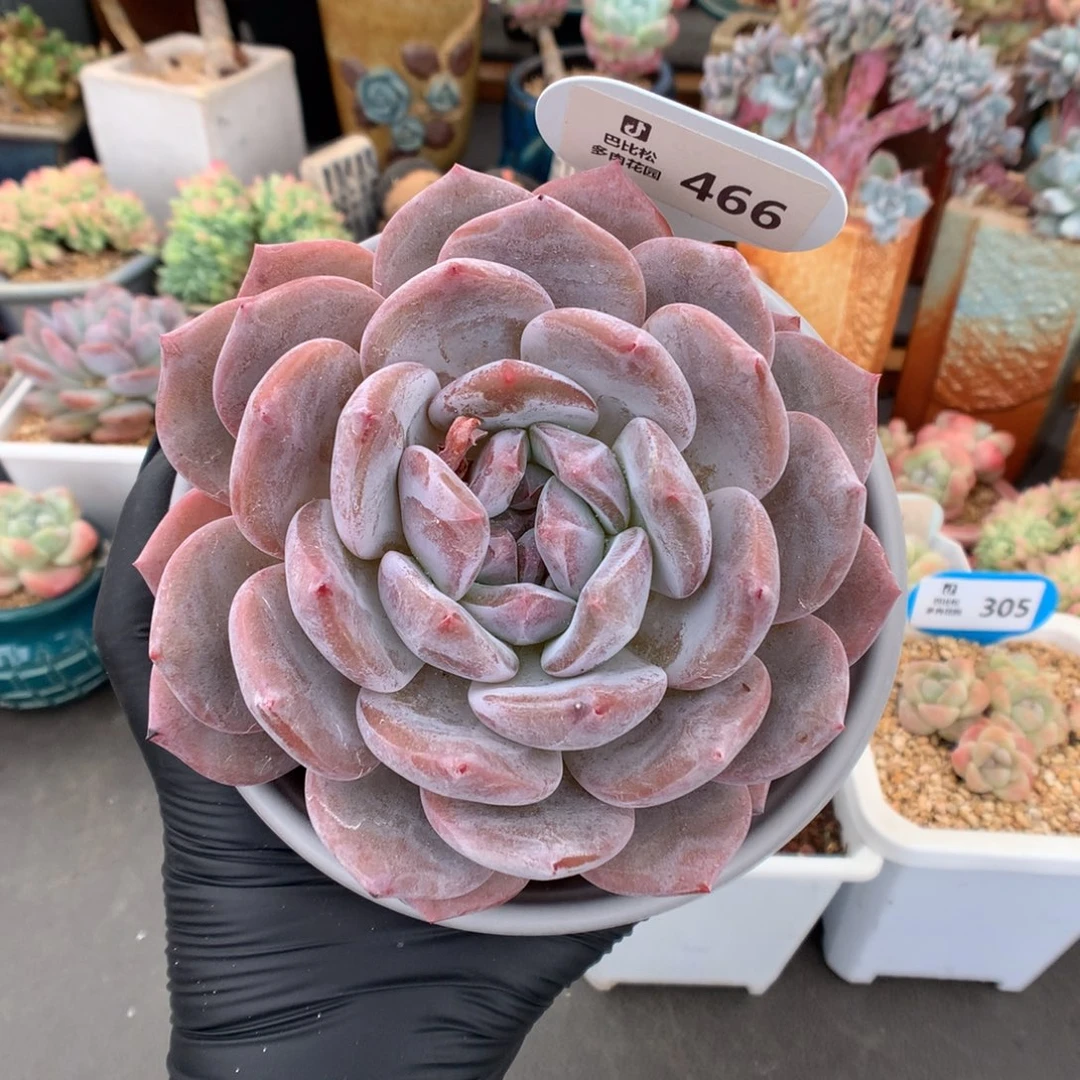 466 紫皮星影多肉冠幅10