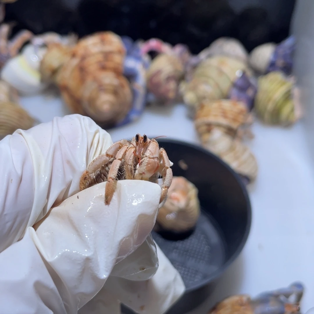 W3 紫陆小豆丁通体奶桔色