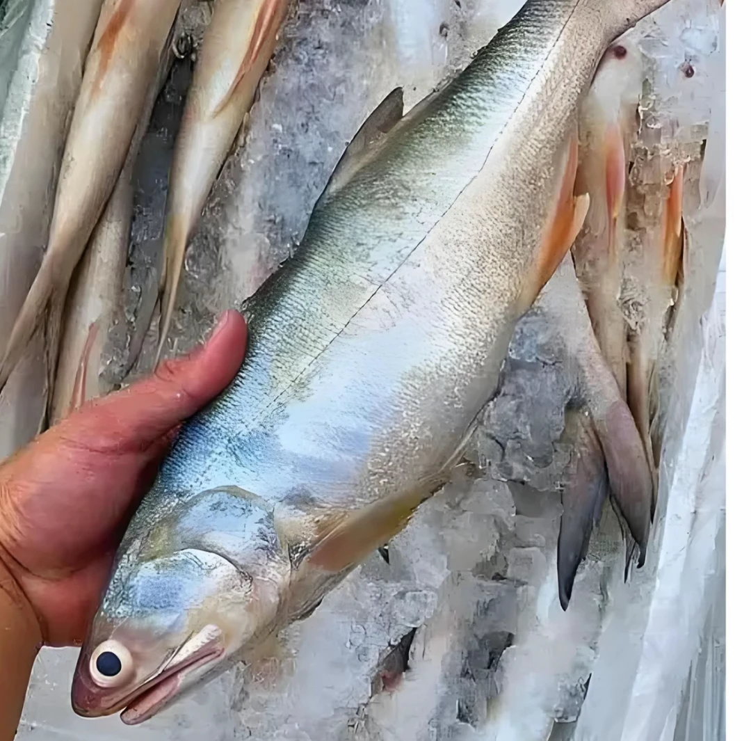 神泉港浅海小船流网马友鱼，有帮去肚！