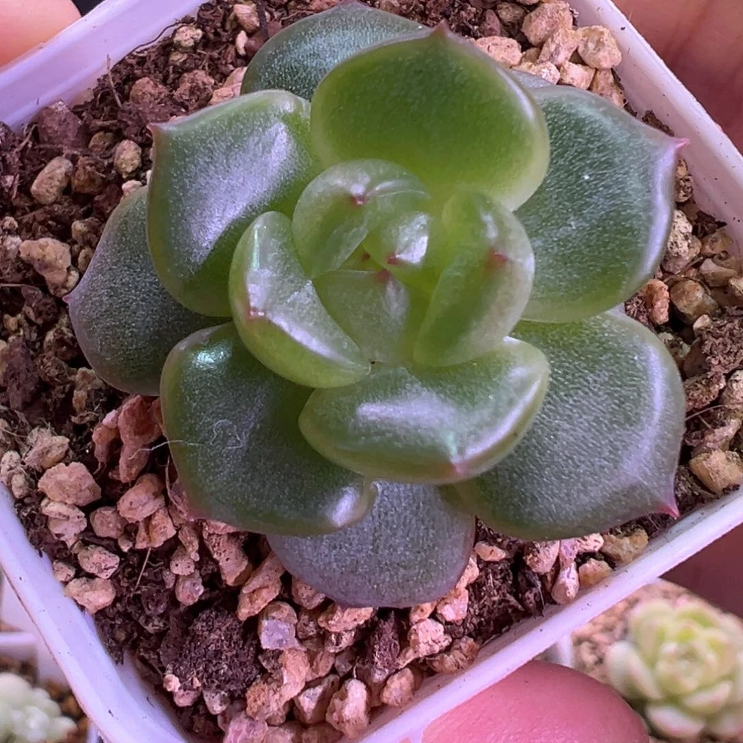 827号小青团晗雨多肉植物