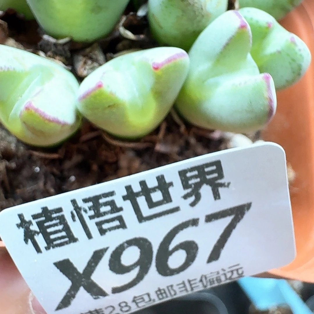 多肉植物的润泽恶搞