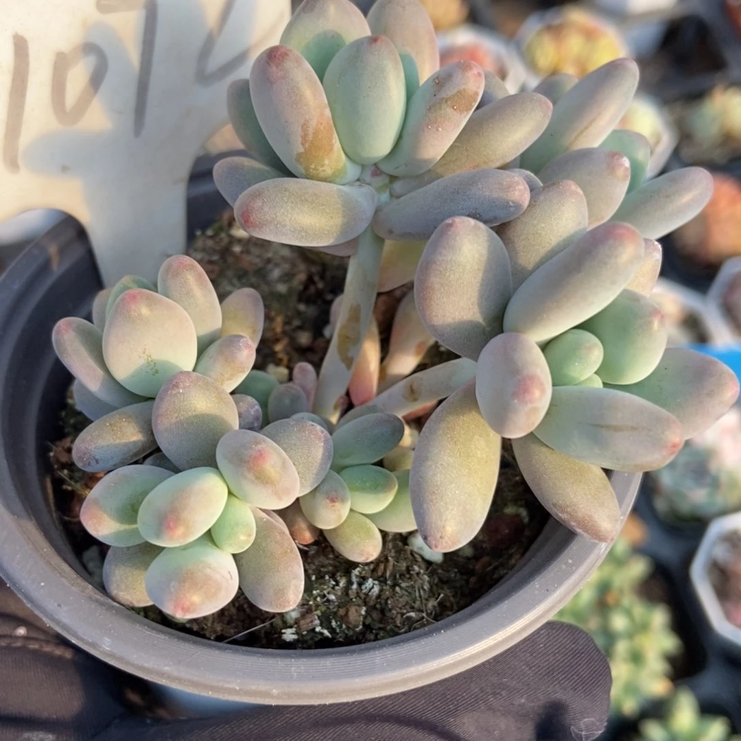 1072苹果奶多肉植物