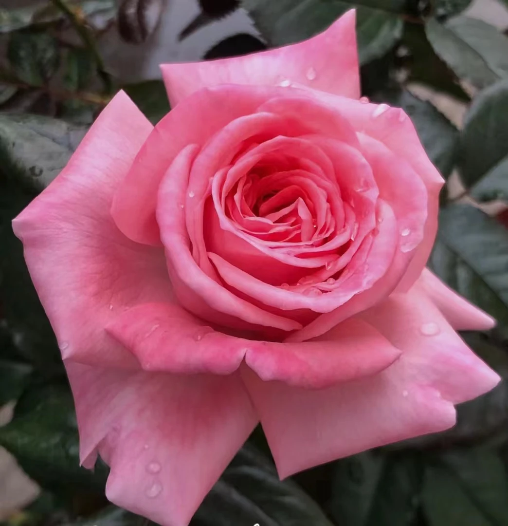 花宫娜中苗浓香月季