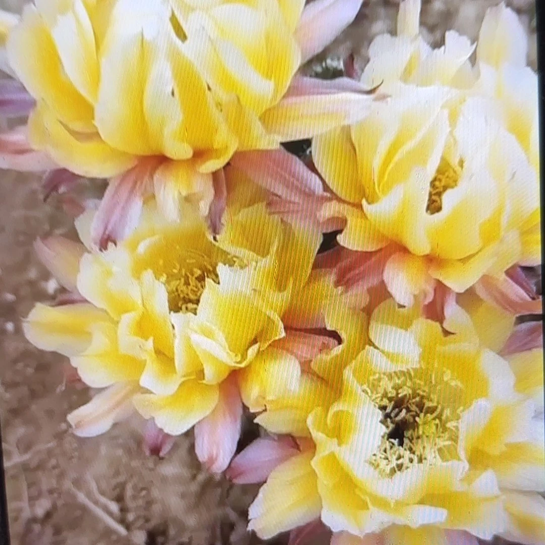 依然彩侧牙20包邮10