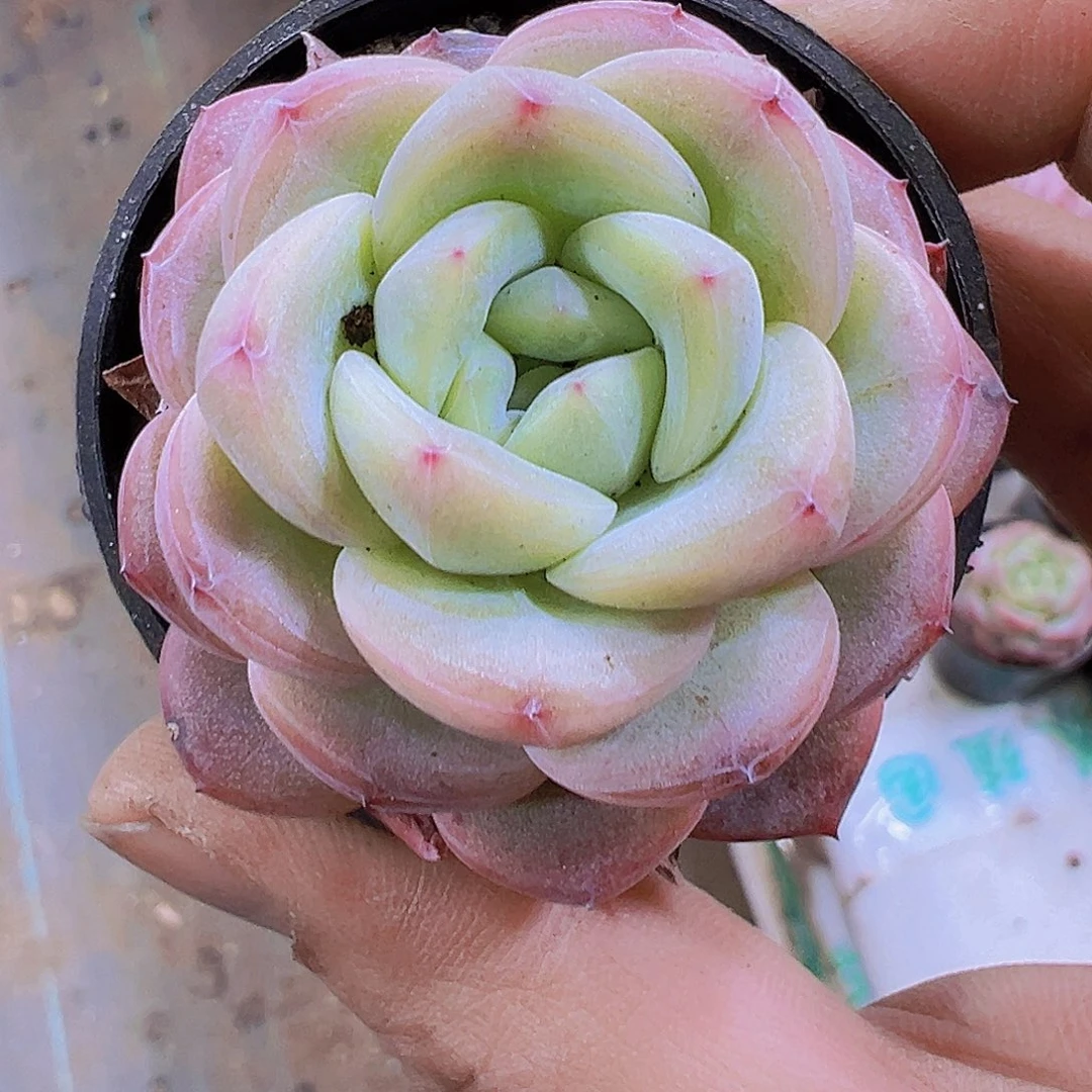 星星珍妮19包邮多肉