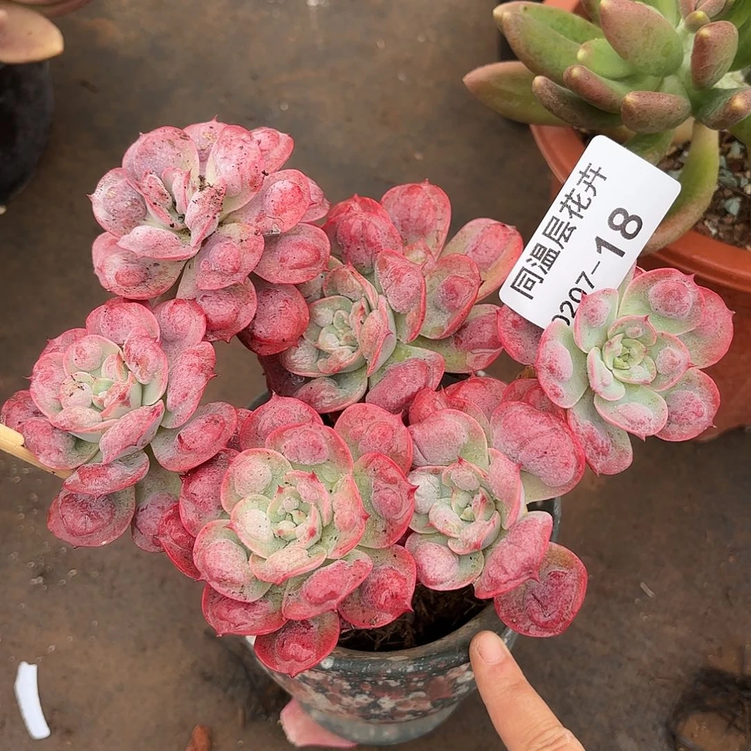 同温层多肉雨滴18