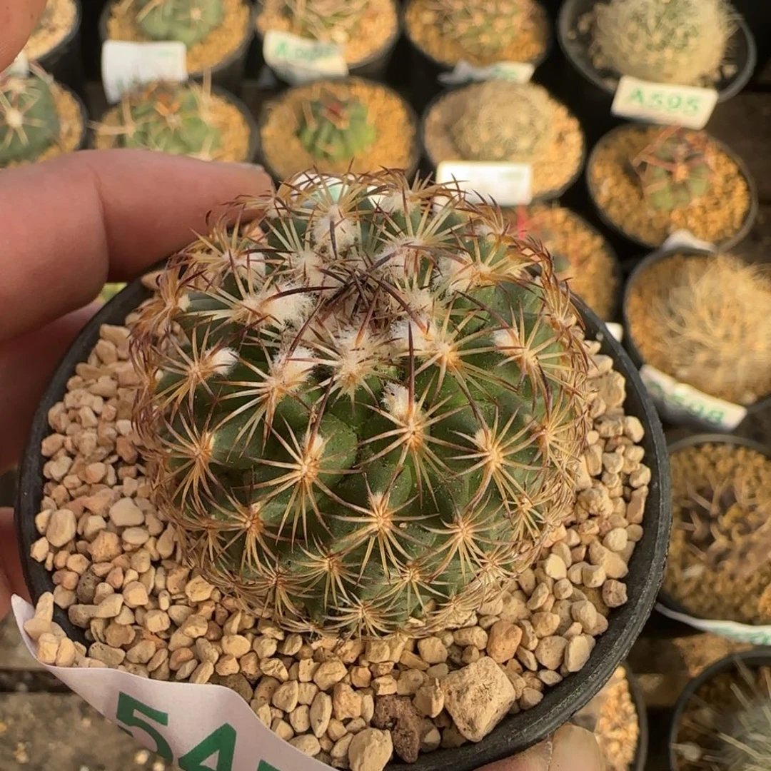 她***事伊萨贝拉 实生仙人球545