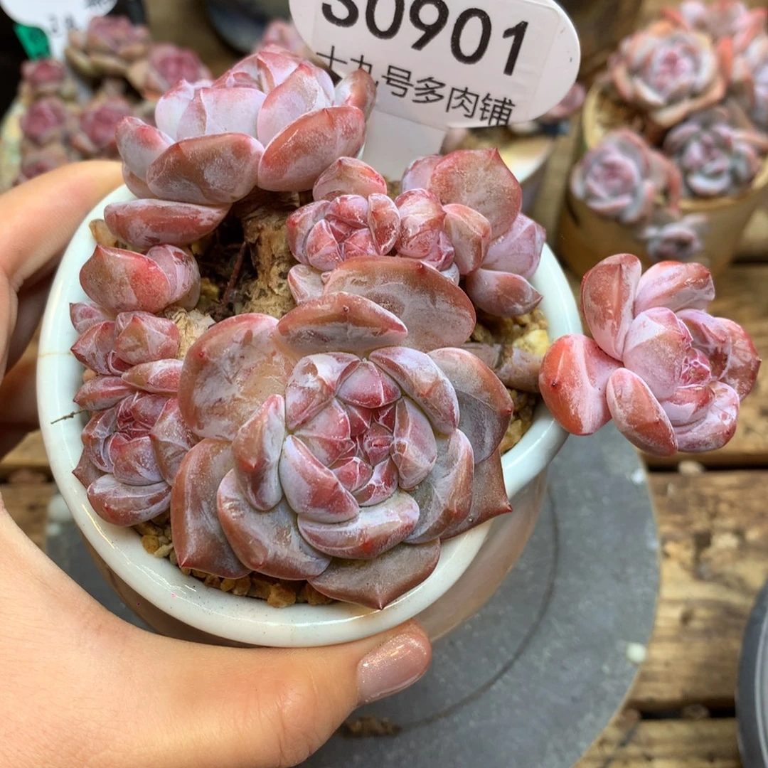 S0901 星影老桩 飘枝9头