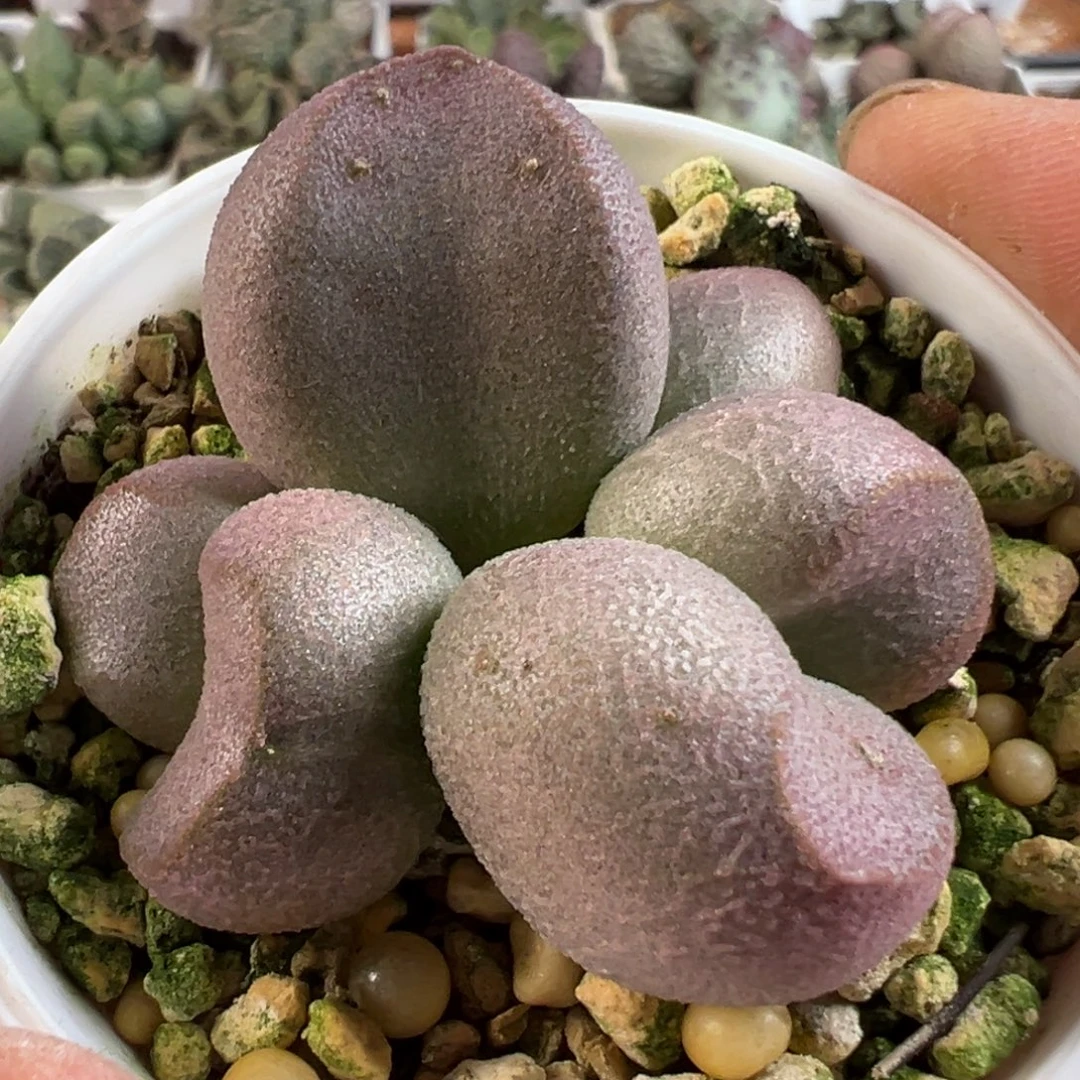 大胖子实生新品多肉植物